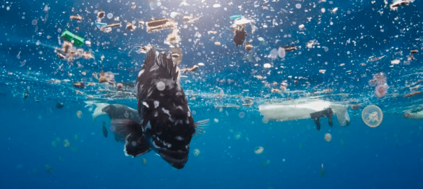 The amount of microplastic in the ocean is rising rapidly.